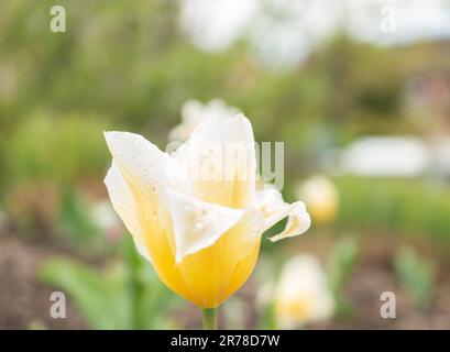 Zurich, Suisse, 20 avril 2023 Tulipa Fosteriana au jardin botanique Banque D'Images