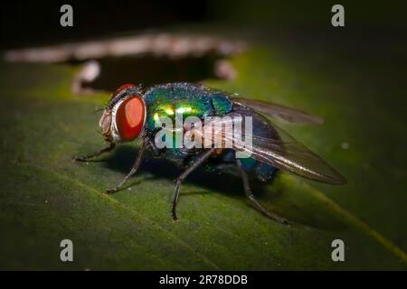 A Green Bottle Fly se perche sur une feuille dans le parc national des Everglades. Banque D'Images