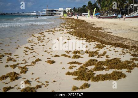 Algues Sargassum sur la plage de Playa Del Carmen Yucatan Mexique Banque D'Images