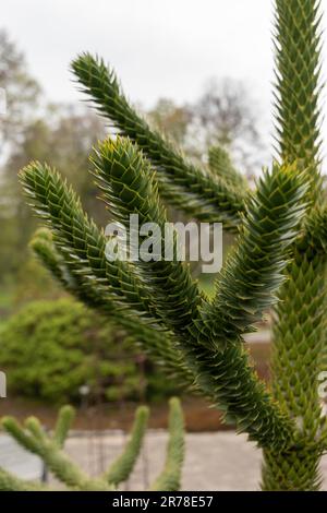 Zurich, Suisse, 20 avril 2023 Araucaria araucana ou arbre de casse-tête de singe au jardin botanique Banque D'Images