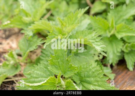 Zurich, Suisse, 20 avril 2023 Urtica dioica ou brûlez l'ortie dans le jardin botanique Banque D'Images