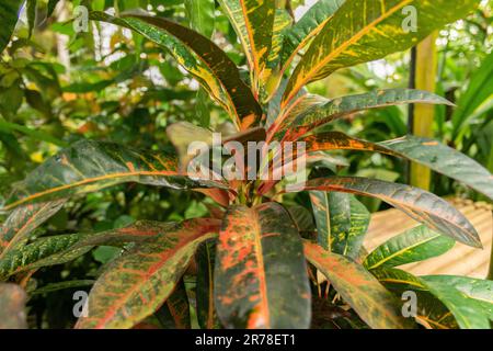 Zurich, Suisse, 20 avril 2023 Codiaeum Variegatum ou feu croton au jardin botanique Banque D'Images