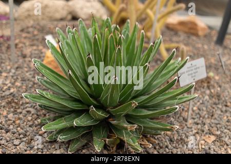 Zurich, Suisse, 20 avril 2023 Agave victoriae-reginae ou reine Victoria agave au jardin botanique Banque D'Images