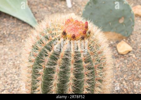 Zurich, Suisse, 20 avril 2023 Ferocactus pilosus ou cactus à chaux du mexique dans le jardin botanique Banque D'Images