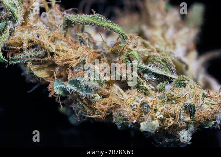 Cannabis médicinal Sativa 19% thc 1% cannabinoïdes, macro piles de la fleur-bourgeon gros plan pour plus de détails. Banque D'Images