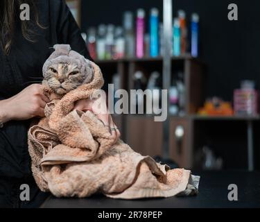 Tondeuse tenant un chat gris enveloppé dans une serviette après le lavage. Banque D'Images