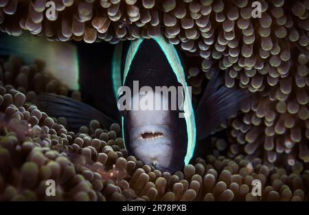 Un poisson noir et blanc à l'anémone trouve sa sécurité à l'intérieur de son anémone hôte ainsi que des crevettes à l'anémone à Raja Ampat, en Indonésie Banque D'Images