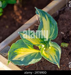 Nénuphar 'Colored Hulk', Blomsterfunkia (Hosta fortunei) Banque D'Images
