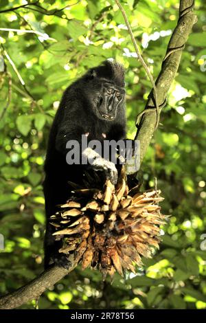 Un macaque Sulawesi à crête noire (Macaca nigra) cueille des fruits de liana dans la réserve naturelle de Tangkoko, au nord de Sulawesi, en Indonésie. Selon une équipe de scientifiques dirigée par Miriam Plaza Pinto (Departamento de Ecologia, Centro de Biociências, Universidade Federal do Rio Grande do Norte, Natal, RN, Brésil) dans leur rapport scientifique publié sur la nature en janvier 2023, les changements climatiques et les maladies sont des menaces émergentes pour les primates. Le primate endémique de North Sulawesi mange plus de fruits pendant la saison des pluies que pendant la saison sèche, mais les changements liés aux saisons seront indirectement menaçants. Banque D'Images