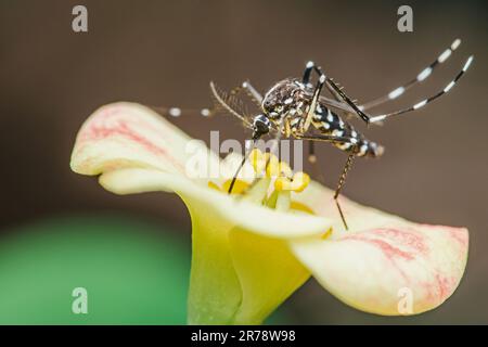 Moustiquaire perchée sur la fleur d'Euphorbia milii, foyer sélectif, Macro insecte. Banque D'Images