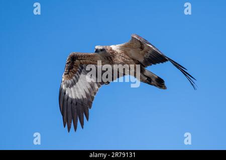 Aigle à ventre blanc volant dans le ciel bleu au-dessus de la côte à Mallacoota, Victoria, Australie Banque D'Images