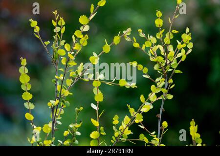 Betula nana, Dwarf Birch, feuilles de Betula Banque D'Images