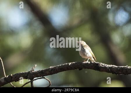 Un petit Pipit à dos olive perché sur une branche d'arbre dans un environnement naturel extérieur Banque D'Images