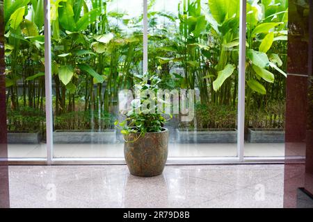 Plante d'ivoire de bétel également connue sous le nom de plante de pothos dorée en pot pour la décoration intérieure sur fond de végétation verte luxuriante devant un mur de verre Banque D'Images