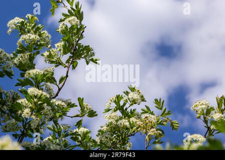 Gros plan d'une branche de midland hawthorn ou crataegus laevigata avec un arrière-plan flou photographié dans le jardin d'herbes et de plantes médicinales. Banque D'Images