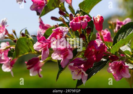 Bouquet coloré de fleurs de rose de Weigela praecox avec des pétales de cinq lobes, gros plan. Weigela est un arbuste à feuilles caduques, ornementales et florissantes, un jardin populaire Banque D'Images