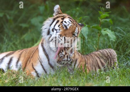 Amur Tiger Mishka avec l'un de ses petits de six semaines alors qu'ils commencent à explorer leur enceinte au zoo de Banham à Norfolk. Les petits sont un héritage de leur père Kuzma, qui était le mâle résident du zoo, le tigre d'Amour et est décédé en mars à l'âge de 14 ans, quelques semaines avant l'arrivée des petits. Les tigres d'Amour sont les plus grands chats du monde ainsi que les plus lourds, avec seulement environ 500 restants dans la nature. Date de la photo: Mardi 13 juin 2023. Banque D'Images