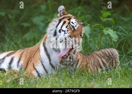 Amur Tiger Mishka avec l'un de ses petits de six semaines alors qu'ils commencent à explorer leur enceinte au zoo de Banham à Norfolk. Les petits sont un héritage de leur père Kuzma, qui était le mâle résident du zoo, le tigre d'Amour et est décédé en mars à l'âge de 14 ans, quelques semaines avant l'arrivée des petits. Les tigres d'Amour sont les plus grands chats du monde ainsi que les plus lourds, avec seulement environ 500 restants dans la nature. Date de la photo: Mardi 13 juin 2023. Banque D'Images