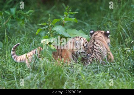 Les petits tigres d'Amur, âgés de six semaines, commencent à explorer leur enclos au zoo de Banham à Norfolk. Nés de la mère Mishka, les petits sont un héritage de leur père Kuzma, qui était le mâle résident du zoo, le tigre d'Amour, et est décédé en mars à l'âge de 14 ans, quelques semaines avant l'arrivée des petits. Les tigres d'Amour sont les plus grands chats du monde ainsi que les plus lourds, avec seulement 500 000 à l'état sauvage. Date de la photo: Mardi 13 juin 2023. Banque D'Images