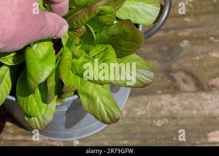 Homme cueillant des feuilles d'une plante de laitue poussant dans un contenant en métal. Développez votre propre concept. Banque D'Images