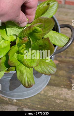 Homme cueillant des feuilles d'une plante de laitue poussant dans un contenant en métal. Développez votre propre concept. Banque D'Images