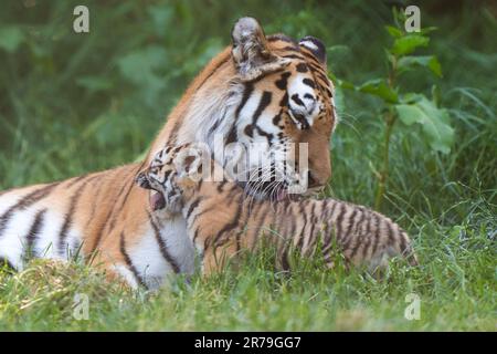 Amur Tiger Mishka avec l'un de ses petits de six semaines alors qu'ils commencent à explorer leur enceinte au zoo de Banham à Norfolk. Les petits sont un héritage de leur père Kuzma, qui était le mâle résident du zoo, le tigre d'Amour et est décédé en mars à l'âge de 14 ans, quelques semaines avant l'arrivée des petits. Les tigres d'Amour sont les plus grands chats du monde ainsi que les plus lourds, avec seulement environ 500 restants dans la nature. Date de la photo: Mardi 13 juin 2023. Banque D'Images