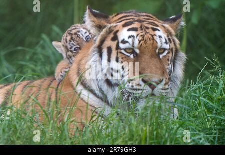 Amur Tiger Mishka avec l'un de ses petits de six semaines alors qu'ils commencent à explorer leur enceinte au zoo de Banham à Norfolk. Les petits sont un héritage de leur père Kuzma, qui était le mâle résident du zoo, le tigre d'Amour et est décédé en mars à l'âge de 14 ans, quelques semaines avant l'arrivée des petits. Les tigres d'Amour sont les plus grands chats du monde ainsi que les plus lourds, avec seulement environ 500 restants dans la nature. Date de la photo: Mardi 13 juin 2023. Banque D'Images