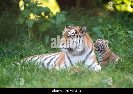 Amur Tiger Mishka avec l'un de ses petits de six semaines alors qu'ils commencent à explorer leur enceinte au zoo de Banham à Norfolk. Les petits sont un héritage de leur père Kuzma, qui était le mâle résident du zoo, le tigre d'Amour et est décédé en mars à l'âge de 14 ans, quelques semaines avant l'arrivée des petits. Les tigres d'Amour sont les plus grands chats du monde ainsi que les plus lourds, avec seulement environ 500 restants dans la nature. Date de la photo: Mardi 13 juin 2023. Banque D'Images