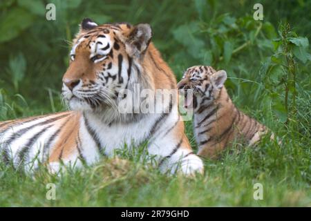 Amur Tiger Mishka avec l'un de ses petits de six semaines alors qu'ils commencent à explorer leur enceinte au zoo de Banham à Norfolk. Les petits sont un héritage de leur père Kuzma, qui était le mâle résident du zoo, le tigre d'Amour et est décédé en mars à l'âge de 14 ans, quelques semaines avant l'arrivée des petits. Les tigres d'Amour sont les plus grands chats du monde ainsi que les plus lourds, avec seulement environ 500 restants dans la nature. Date de la photo: Mardi 13 juin 2023. Banque D'Images