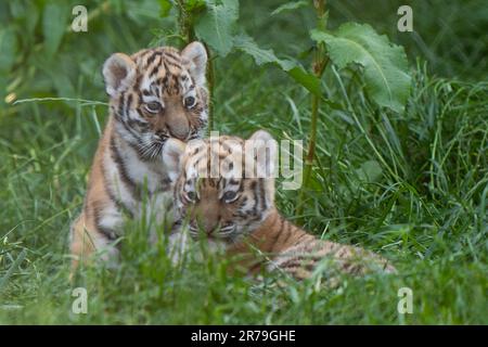 Les petits tigres d'Amur, âgés de six semaines, commencent à explorer leur enclos au zoo de Banham à Norfolk. Nés de la mère Mishka, les petits sont un héritage de leur père Kuzma, qui était le mâle résident du zoo, le tigre d'Amour et est décédé en mars à l'âge de 14 ans, quelques semaines avant l'arrivée des petits. Les tigres d'Amour sont les plus grands chats du monde ainsi que les plus lourds, avec seulement environ 500 restants dans la nature. Date de la photo: Mardi 13 juin 2023. Banque D'Images