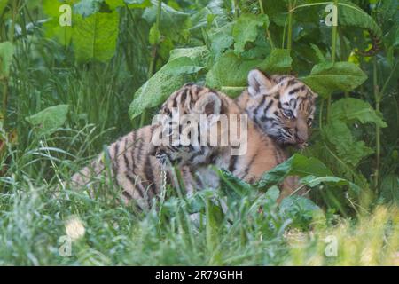 Les petits tigres d'Amur, âgés de six semaines, commencent à explorer leur enclos au zoo de Banham à Norfolk. Nés de la mère Mishka, les petits sont un héritage de leur père Kuzma, qui était le mâle résident du zoo, le tigre d'Amour et est décédé en mars à l'âge de 14 ans, quelques semaines avant l'arrivée des petits. Les tigres d'Amour sont les plus grands chats du monde ainsi que les plus lourds, avec seulement environ 500 restants dans la nature. Date de la photo: Mardi 13 juin 2023. Banque D'Images