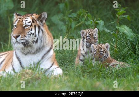 Amur Tiger Mishka avec ses petits de six semaines alors qu'ils commencent à explorer leur enceinte au zoo de Banham à Norfolk. Les petits sont un héritage de leur père Kuzma, qui était le mâle résident du zoo, le tigre d'Amour et est décédé en mars à l'âge de 14 ans, quelques semaines avant l'arrivée des petits. Les tigres d'Amour sont les plus grands chats du monde ainsi que les plus lourds, avec seulement environ 500 restants dans la nature. Date de la photo: Mardi 13 juin 2023. Banque D'Images