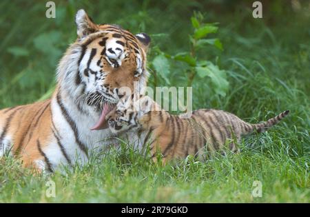 Amur Tiger Mishka avec l'un de ses petits de six semaines alors qu'ils commencent à explorer leur enceinte au zoo de Banham à Norfolk. Les petits sont un héritage de leur père Kuzma, qui était le mâle résident du zoo, le tigre d'Amour et est décédé en mars à l'âge de 14 ans, quelques semaines avant l'arrivée des petits. Les tigres d'Amour sont les plus grands chats du monde ainsi que les plus lourds, avec seulement environ 500 restants dans la nature. Date de la photo: Mardi 13 juin 2023. Banque D'Images