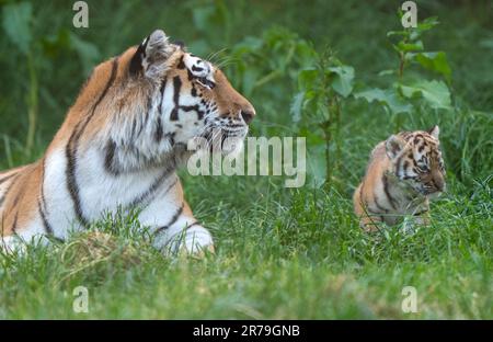 Amur Tiger Mishka avec l'un de ses petits de six semaines alors qu'ils commencent à explorer leur enceinte au zoo de Banham à Norfolk. Les petits sont un héritage de leur père Kuzma, qui était le mâle résident du zoo, le tigre d'Amour et est décédé en mars à l'âge de 14 ans, quelques semaines avant l'arrivée des petits. Les tigres d'Amour sont les plus grands chats du monde ainsi que les plus lourds, avec seulement environ 500 restants dans la nature. Date de la photo: Mardi 13 juin 2023. Banque D'Images