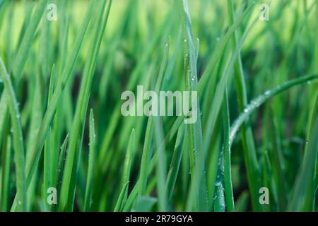 Jeunes oignons verts dans le champ. Les oignons verts sont cultivés en plantation. Oignons verts, petits pains noués. Rangées d'oignons. plan bio pour jeunes oignons verts Banque D'Images