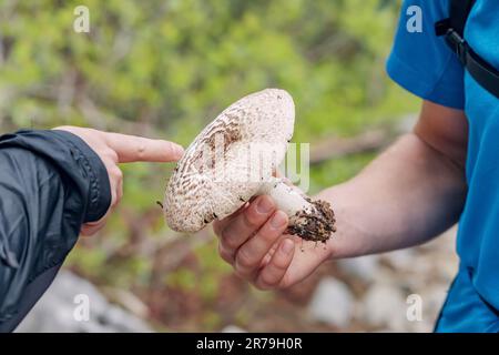 Cueillir des champignons comestibles et des tabouret dans les bois Banque D'Images