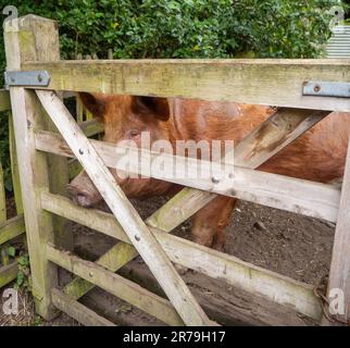 Grand cochon domestique dans une zone extérieure. Au musée Beamish, Stanley, comté de Durham, Royaume-Uni Banque D'Images