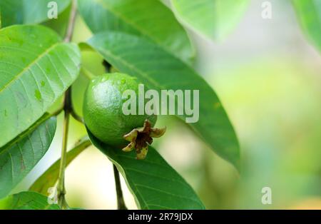 fruit de la goyave sur l'arbre - gros plan de fruit de la goyave non mûr Banque D'Images