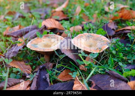 lactarius deliciosus dans la nature. Saison d'automne. Chasse aux champignons Banque D'Images