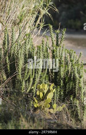 Vous pouvez trouver différents types de cactus à Almería, Espagne Banque D'Images