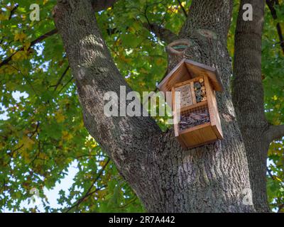 Maison moderne en bois fantaisie sur un grand vieux arbre avec une belle écorce texturée d'un tronc et un feuillage vert vif. Banque D'Images