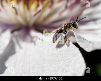 Andrena (abeille minière) sur fleur de clématite Banque D'Images