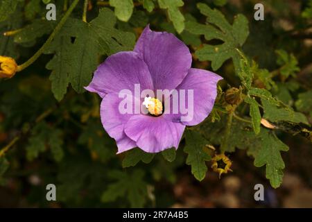 Alyogyne huegelii, hibiscus lilas et hibiscus bleu Banque D'Images