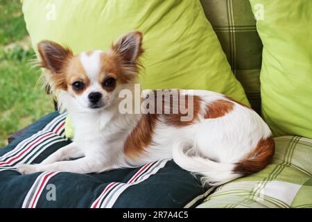 Les cheveux longs chihuahua Viola se repose dans le jardin Banque D'Images