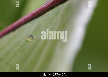 Gros plan sur le pot à eyespot de luna Moth sur l'aile Banque D'Images