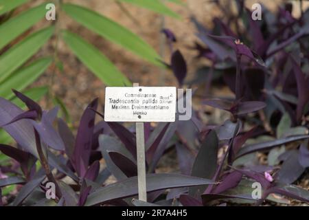 Zurich, Suisse, 22 mai 2023 cœur violet ou Tradescantia pallida au jardin botanique Banque D'Images