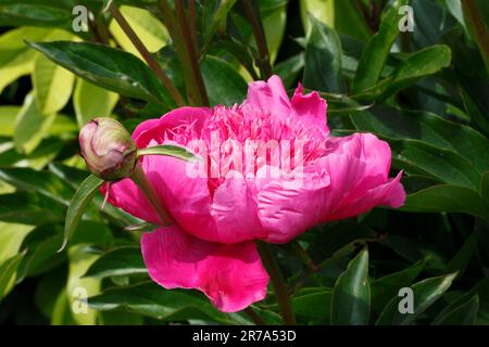 Paeonia lactiflora ''Kelways Majestic Paeoniaceae Banque D'Images