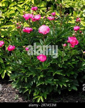 Paeonia lactiflora ''Kelways Majestic Paeoniaceae Banque D'Images