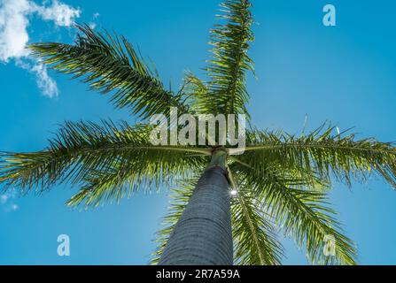 Un palmier luxuriant et vibrant s'élève dans les eaux tropicales d'une île paradisiaque Banque D'Images