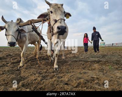 Deux vaches parlent sur un champ cultivé avec des agriculteurs en arrière-plan Banque D'Images